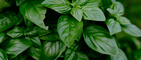 Basil as a superfood from next door
